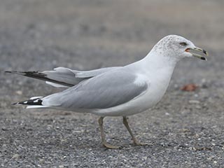 Ring-billed Gull - 1/3/22, Williamsport Dam © Bobby Brown