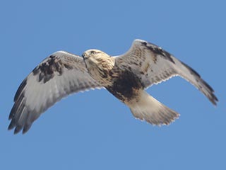 Rough-legged Hawk - 1/29/22, Hughesville © Bobby Brown