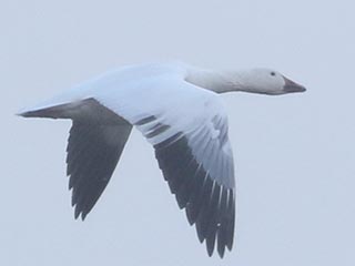Snow Goose - 12/31/21, Rose Valley Lake © Bobby Brown