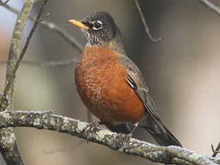American Robin - 11/20/21, Rose Valley Lake © Bobby Brown
