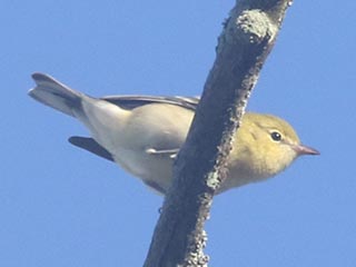 Bay-breasted Warbler - 9/2/21, Rose Valley Lake © Bobby Brown