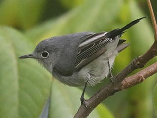 Blue-gray Gnatcatcher - 8/15/21, SGL 252 © Bobby Brown