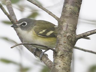 Blue-headed Vireo - 9/30/21, Rose Valley Lake © Bobby Brown