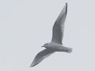 Bonaparte's Gull - 11/13/21, Rose Valley Lake © Bobby Brown