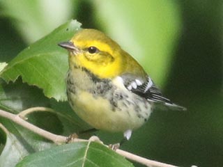 Black-throated Green Warbler - 8/15/21, SGL 252 © Bobby Brown