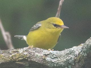 Blue-winged Warbler - 8/15/21, SGL 252 © Bobby Brown