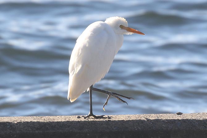 Cattle Egret - 11/12/21, Rose Valley Lake © Bobby Brown