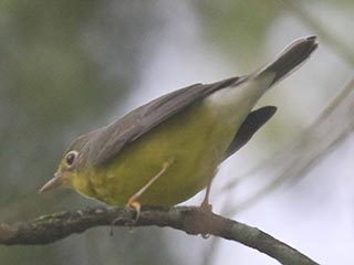 Canada Warbler - 8/15/21, SGL 252 © Bobby Brown