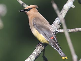 Cedar Waxwing - 9/4/21, Rose Valley Lake © Bobby Brown