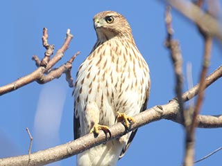 Cooper's Hawk - 11/7/21, Robert Porter Allen Natural Area © Bobby Brown