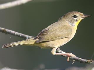 Common Yellowthroat - 9/4/21, Rose Valley Lake © Bobby Brown