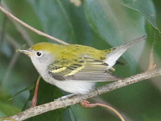 Chestnut-sided Warbler - 8/15/21, SGL 252 © Bobby Brown