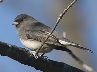 Dark-eyed Junco - 11/6/21, Rose Valley Lake © Bobby Brown