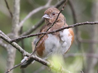 Eastern Towhee - 9/16/21, Rose Valley Lake © Bobby Brown