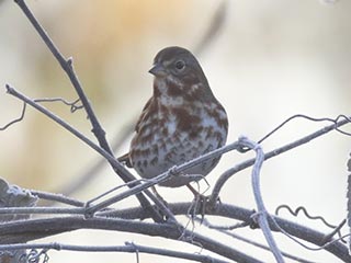 Fox Sparrow - 11/7/21, Robert Porter Allen Natural Area © Bobby Brown