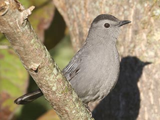 Gray Catbird - 9/24/21, Rose Valley Lake © Bobby Brown