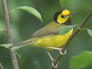 Hooded Warbler - 8/15/21, SGL 252 © Bobby Brown