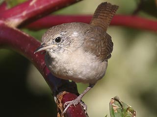 House Wren - 9/26/21, Robert Porter Allen Natural Area © Bobby Brown
