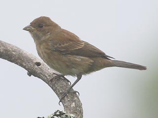 Indigo Bunting - 8/14/21, Rose Valley Lake © Bobby Brown