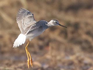 Lesser Yellowlegs - 9/10/21, Nisbet © Bobby Brown