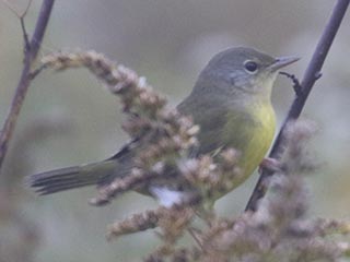 Mourning Warbler - 10/2/21, Robert Porter Allen Natural Area © Bobby Brown