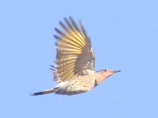Northern Flicker - 11/6/21, Rose Valley Lake © Bobby Brown