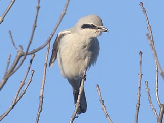 Northern Shrike - 11/6/21, Rose Valley Lake © Bobby Brown
