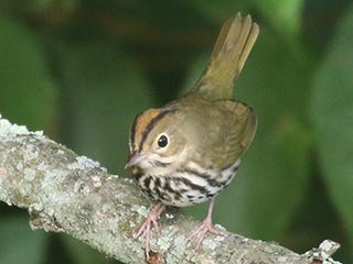 Ovenbird - 8/15/21, SGL 252 © Bobby Brown