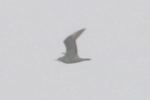 Parasitic Jaeger - 9/1/21, Greevy Boat Launch © Bobby Brown