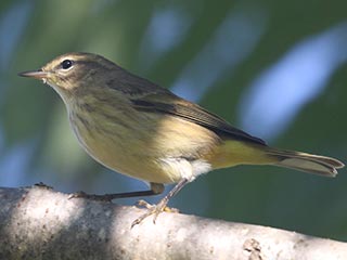 Palm Warbler - 9/26/21, Robert Porter Allen Natural Area © Bobby Brown