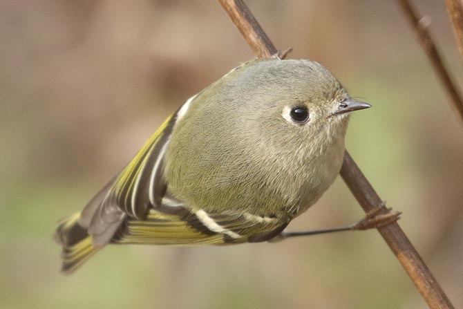 Ruby-crowned Kinglet - 11/17/21, Robert Porter Allen Natural Area © Bobby Brown
