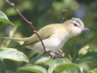 Red-eyed Vireo - 9/4/21, Rose Valley Lake © Bobby Brown
