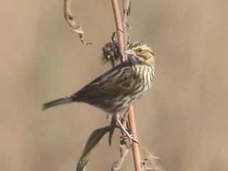 Savannah Sparrow - 11/5/21, Robert Porter Allen Natural Area © Bobby Brown
