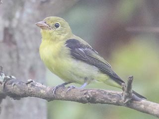 Scarlet Tanager - 8/28/21, Rose Valley Lake © Bobby Brown