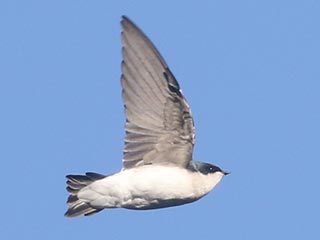 Tree Swallow - 9/24/21, Rose Valley Lake © Bobby Brown
