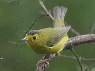 Wilson's Warbler - 8/28/21, Rose Valley Lake © Bobby Brown