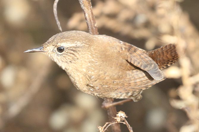 Winter Wren - 11/21/21, Robert Porter Allen Natural Area © Bobby Brown