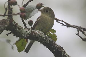 Yellow-bellied Flycatcher - 9/9/21, Williamsport Water Authority © Bobby Brown