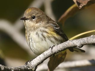 Yellow-rumped Warbler - 10/1/21, Rose Valley Lake © Bobby Brown