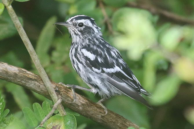 Black-and-white Warbler - 7/20/21, Rose Valley Lake © Bobby Brown