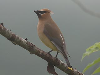 Cedar Waxwing - 6/12/21, Rose Valley Lake © Bobby Brown