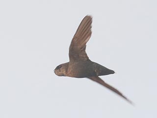 Chimney Swift - 7/18/21, Williamsport Dam © Bobby Brown