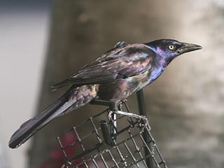 Common Grackle - 6/4/21, Montoursville © Bobby Brown