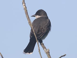 Eastern Kingbird - 6/5/21, Rose Valley Lake © Bobby Brown