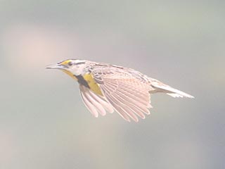 Eastern Meadowlark - 7/10/21, Mill St. © Bobby Brown