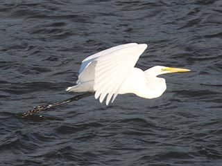Great Egret - 7/30/21, Williamsport Dam © Bobby Brown