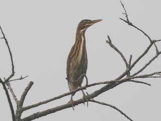 Green Heron - 7/20/21, Rose Valley Lake © Bobby Brown