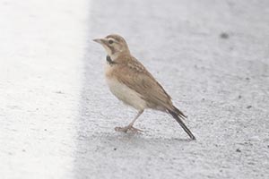 Horned Lark - 7/11/21, Cogan House Twp. © Bobby Brown