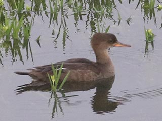 Hooded Merganser - 7/12/21, Williamsport Dam © Bobby Brown