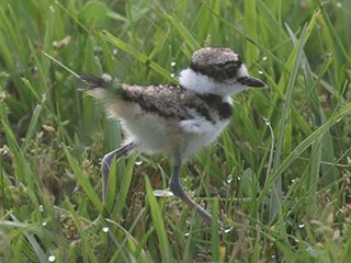 Killdeer - 6/7/21, Mill St. © Bobby Brown